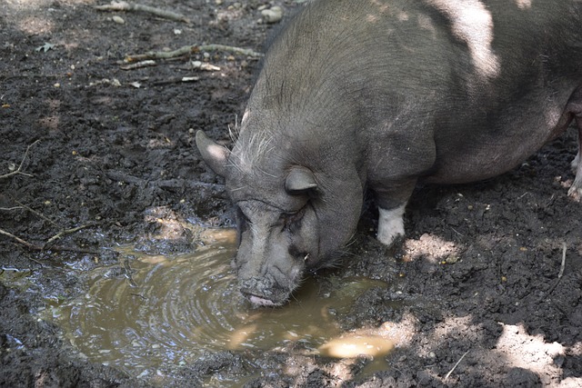 传中国围棋 传中国围棋